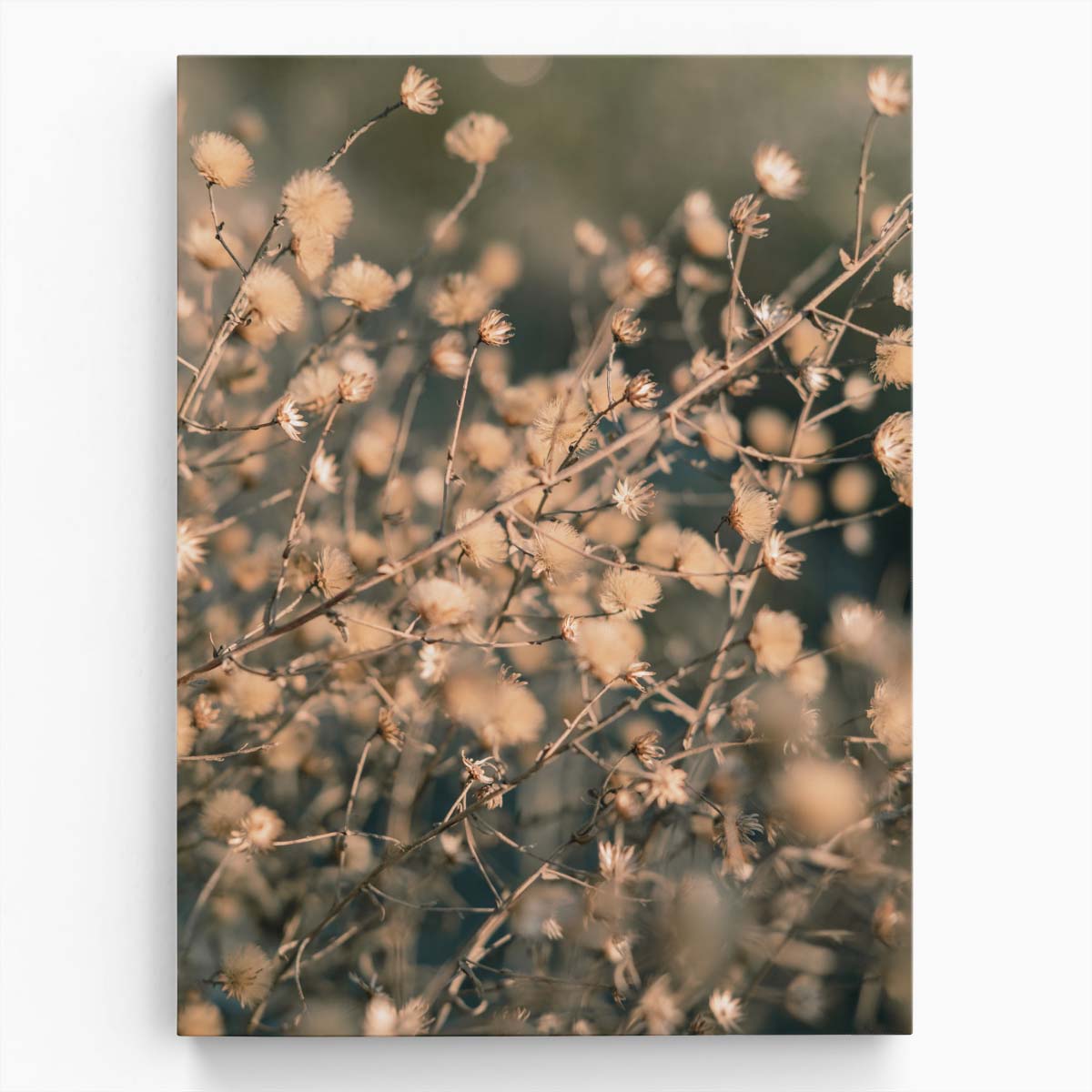 Beige Macro Floral Botanical Photography, Close-Up Bokeh Art by Luxuriance Designs, made in USA