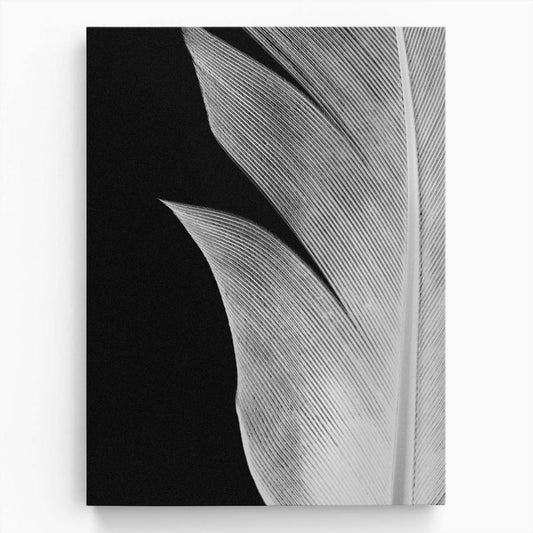 Monochrome Still Life Bird Feather Photography on Black Background by Luxuriance Designs, made in USA
