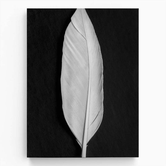 Minimalist Monochrome Bird Feather Still Life Photography Art by Luxuriance Designs, made in USA
