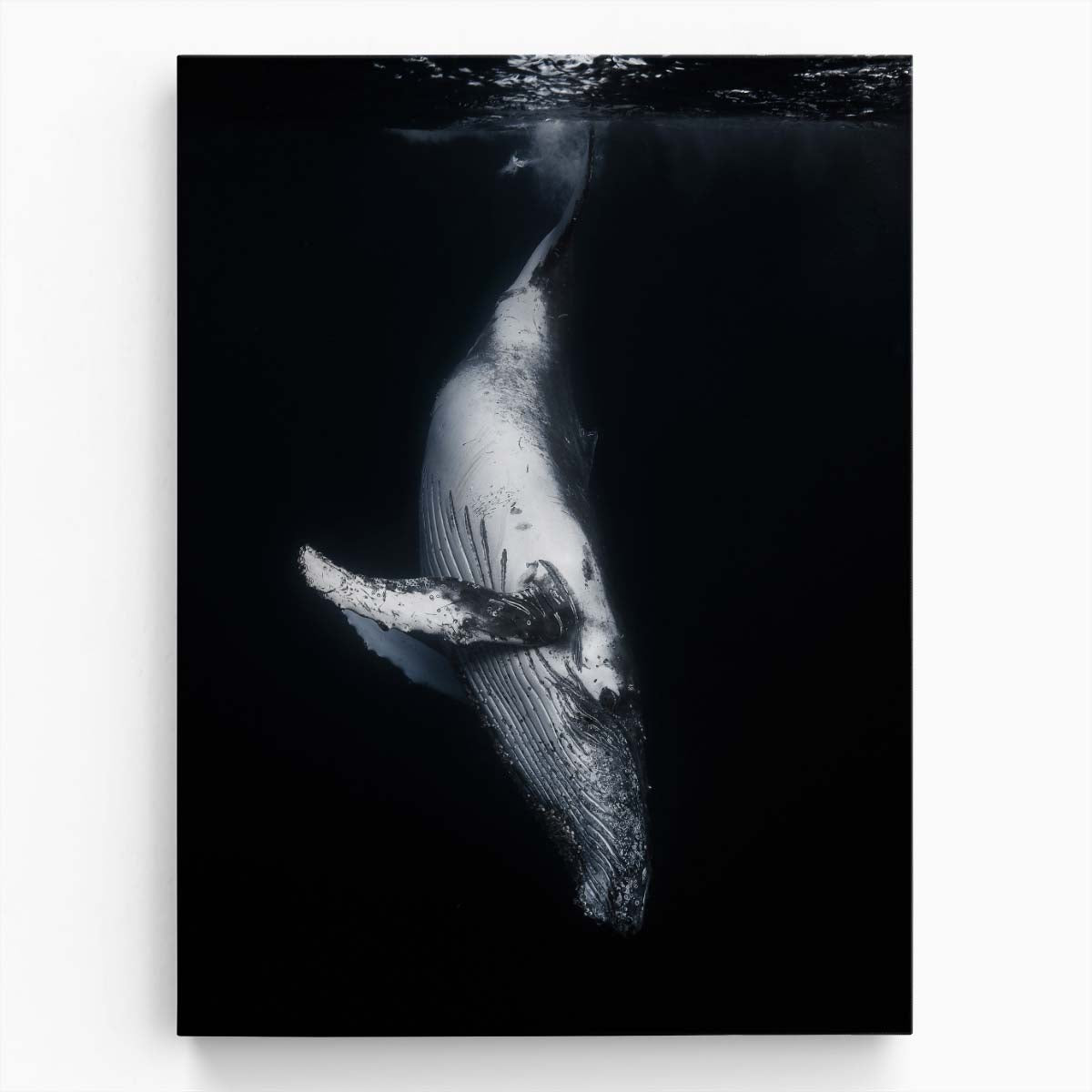 Majestic Humpback Whale Underwater Photography, Reunion Island France by Luxuriance Designs, made in USA