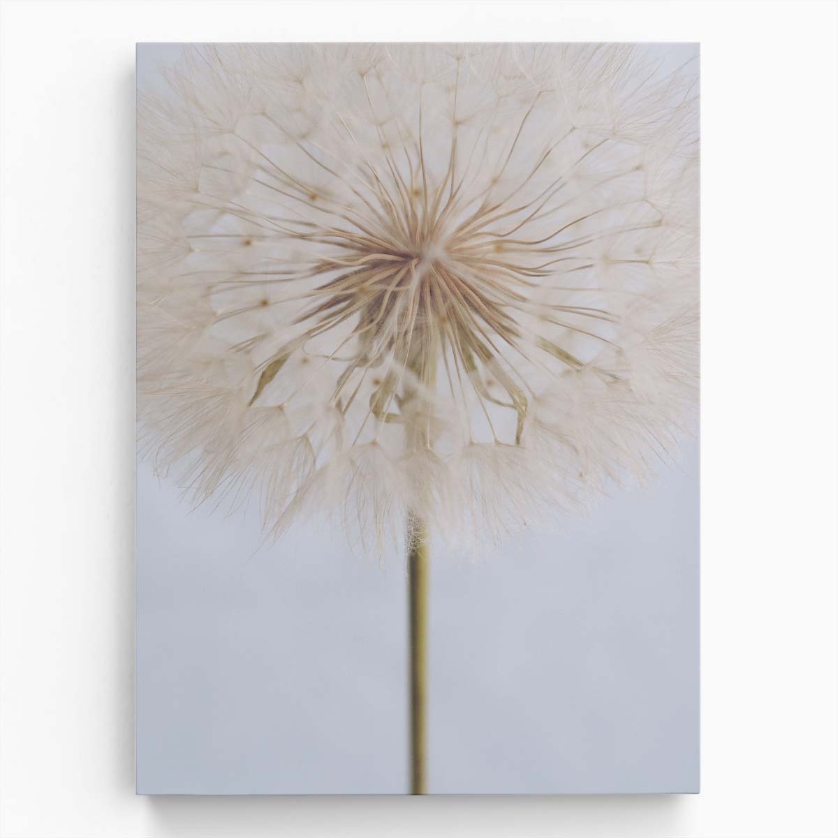 Delicate Dandelion Botanical Still Life Photography by uplusmestudio by Luxuriance Designs, made in USA