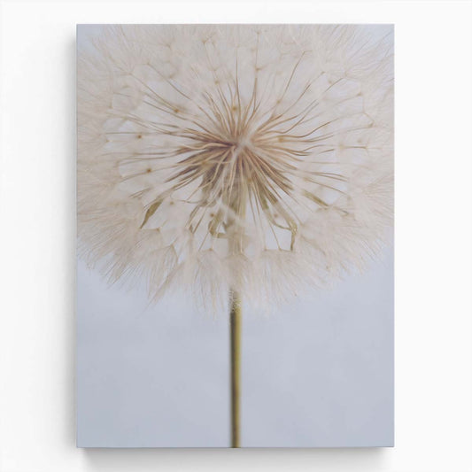 Delicate Dandelion Botanical Still Life Photography by uplusmestudio by Luxuriance Designs, made in USA