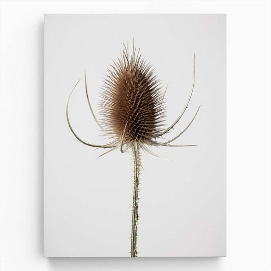 Autumn Dried Thistle Still Life Photography Art by Luxuriance Designs, made in USA