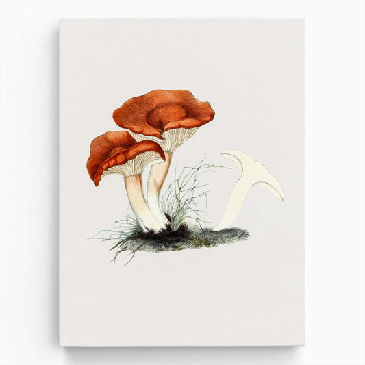 Vintage Hand-Drawn Red Rufous Milkcap Mushroom Illustration Wall Art by Luxuriance Designs, made in USA