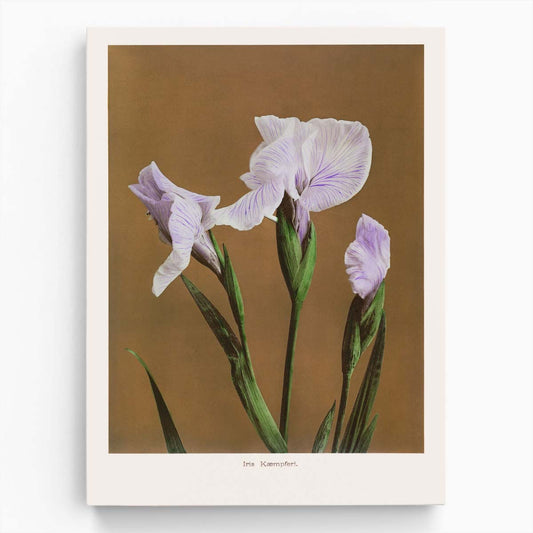 Vintage Japanese Iris Illustration Art Print by Ohara Koson by Luxuriance Designs, made in USA