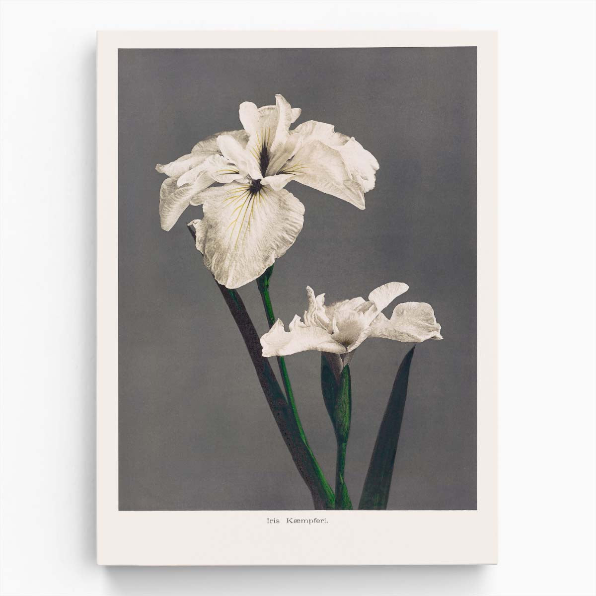 Ohara Koson's Vintage Japanese Iris Flower Illustration Print by Luxuriance Designs, made in USA