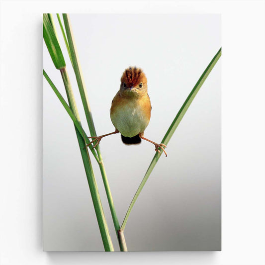 Furious Kung Fu Bird, Humorous Minimalistic Wildlife Photography, Jakarta by Luxuriance Designs, made in USA