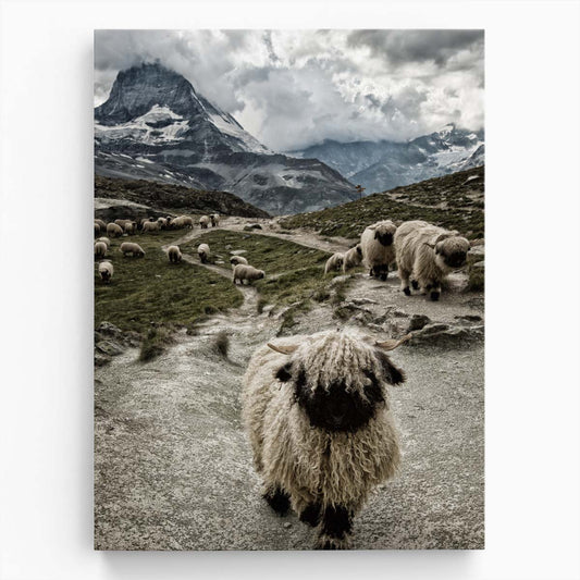 Swiss Valais Blacknose Sheep on Matterhorn Peak - Photography Wall Art by Luxuriance Designs, made in USA