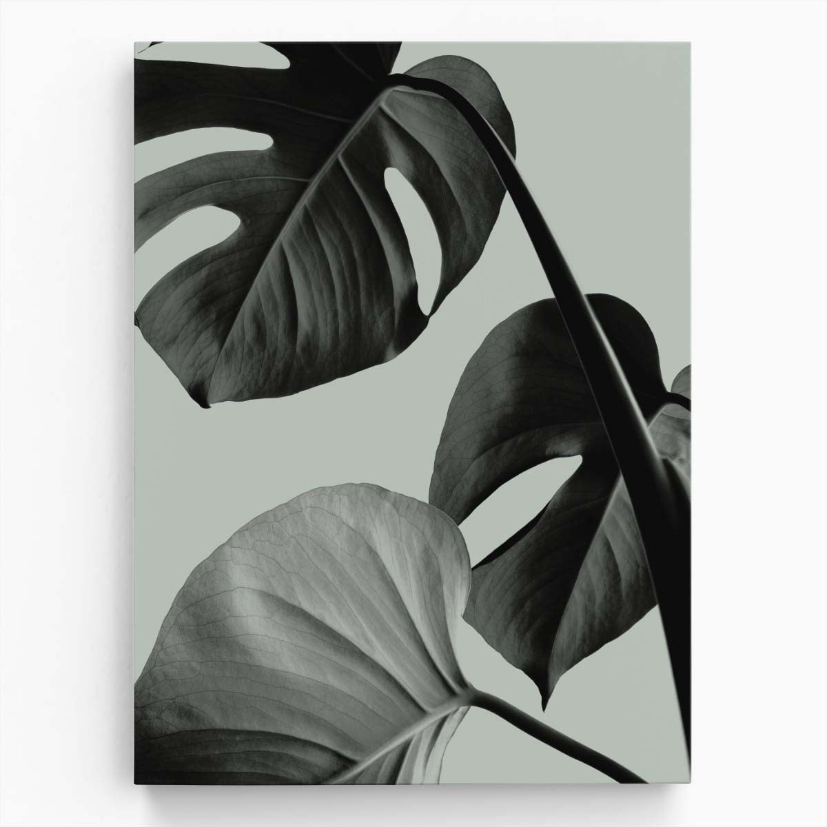 1XStudio Monstera Leaves Botanical Photography in Teal with Plain Background by Luxuriance Designs, made in USA