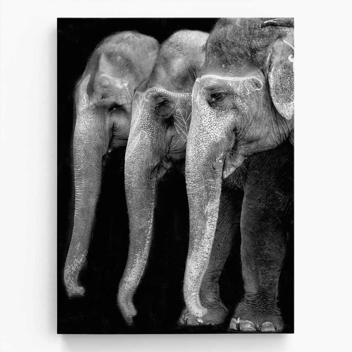 Majestic Monochrome Nepal Elephants Photography Wall Art by Luxuriance Designs, made in USA