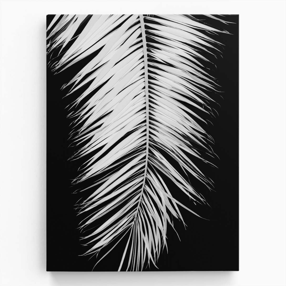 Monochrome Palm Leaf Still Life Photography on Black Background by Luxuriance Designs, made in USA