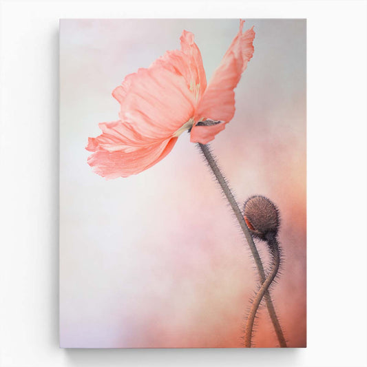 Lenka's Pink Poppy Macro Photography, Soft Floral Blossom Wall Art by Luxuriance Designs, made in USA