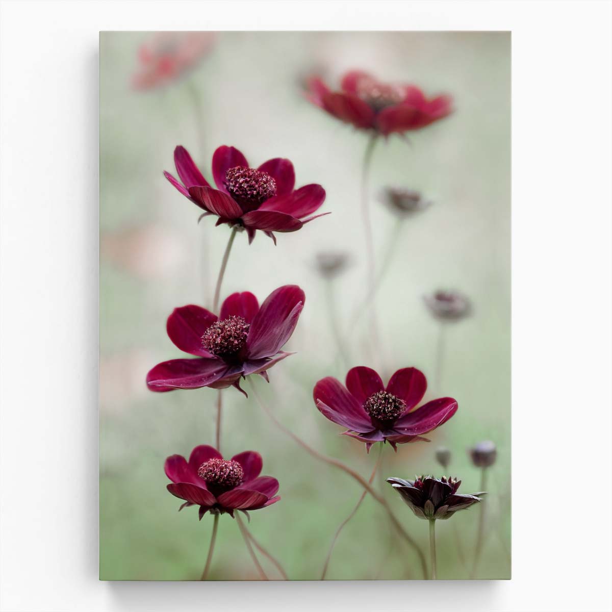 UK Summer Garden Macro Photography Red Cosmos Flowers Close-Up by Luxuriance Designs, made in USA