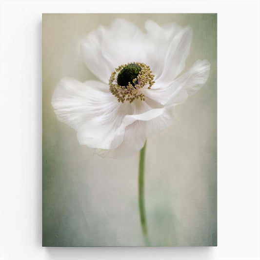 Spring Blossom Macro Photography - Jacky Parker's Anemone Windflower Close-Up by Luxuriance Designs, made in USA