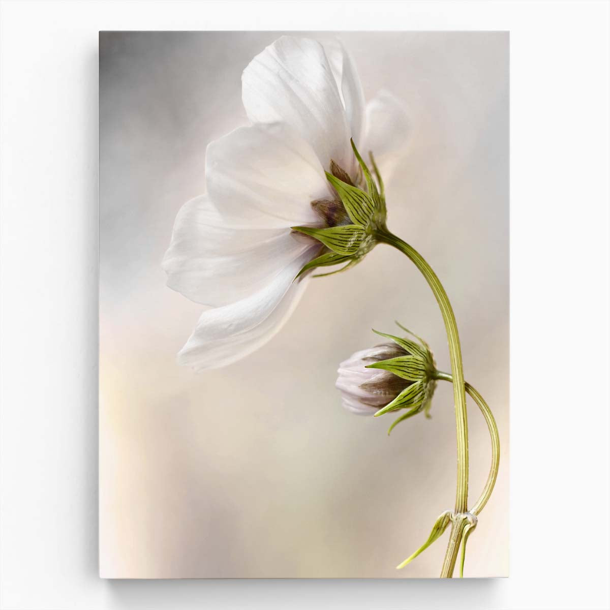 Macro Close-Up Spring White Cosmos Flower Photography by Mandy Disher by Luxuriance Designs, made in USA