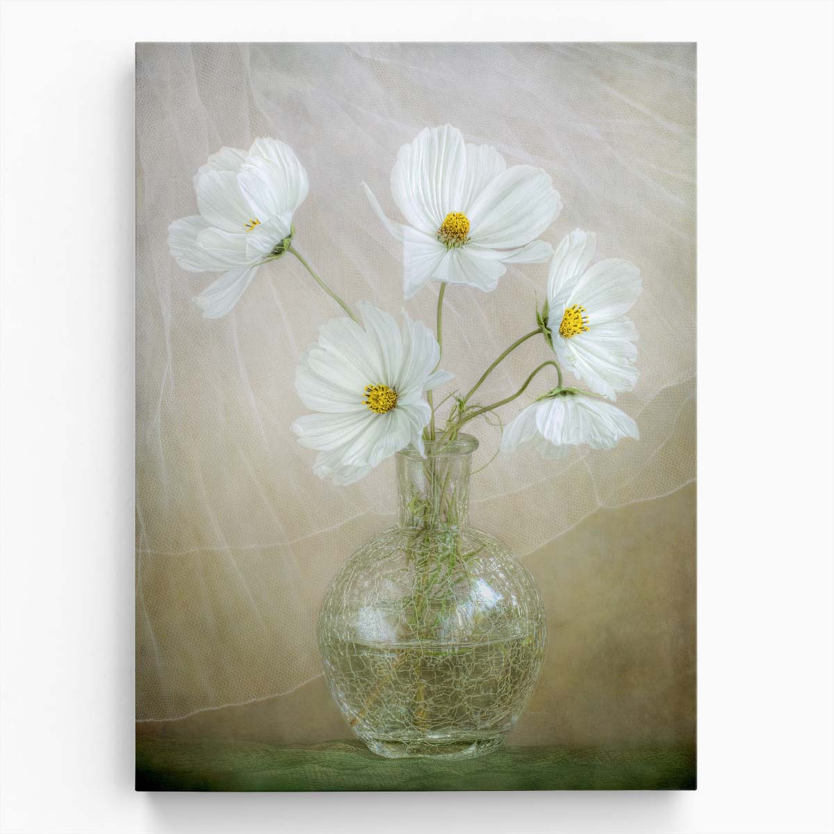 White Cosmos Floral Photography, Mandy Disher, UK Botanical Art by Luxuriance Designs, made in USA