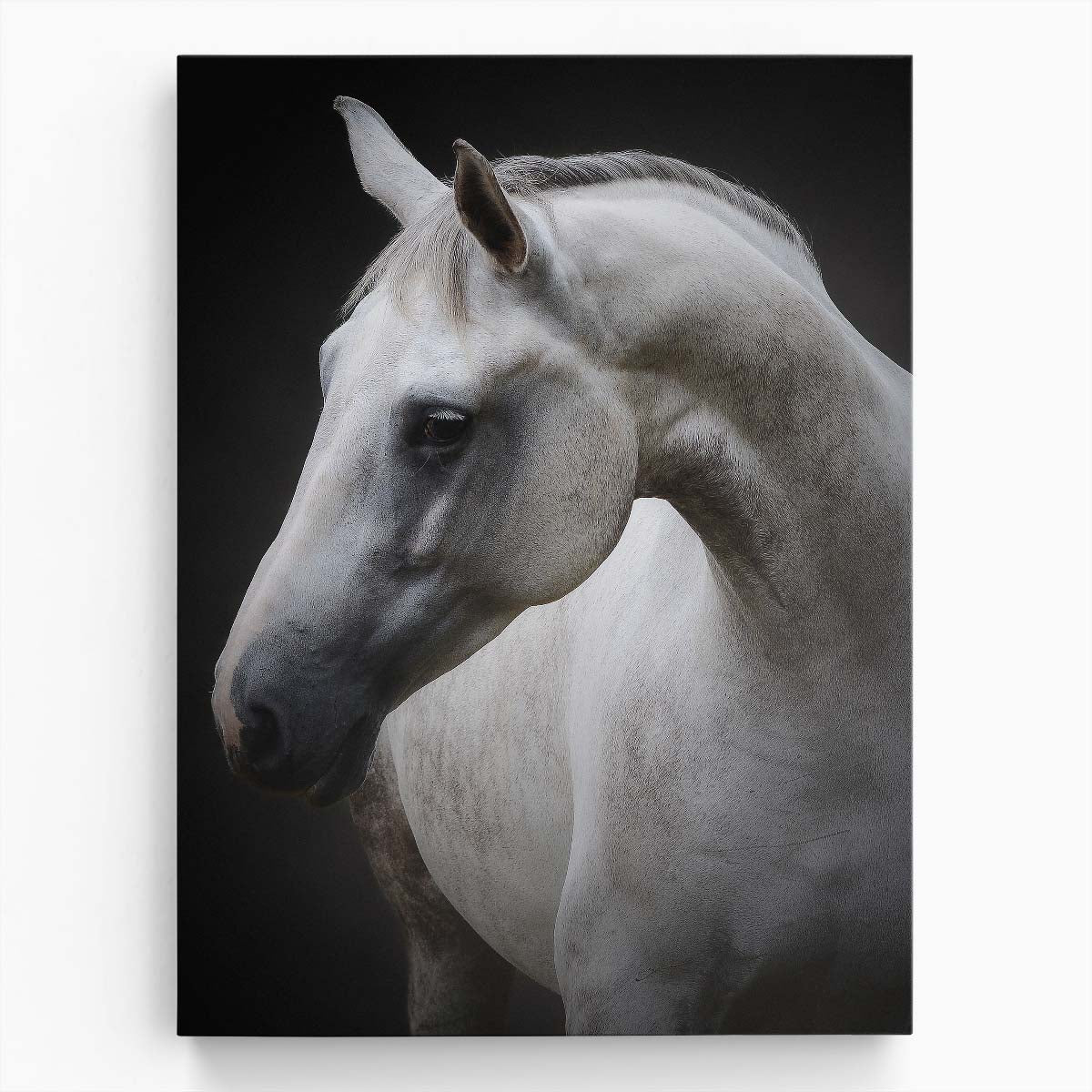 Minimalist White Horse Photography Art - Graceful Equestrian Animal Portrait by Luxuriance Designs, made in USA