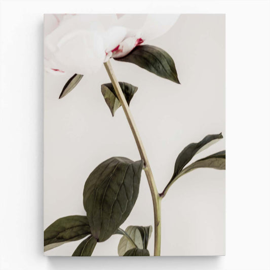 Peony Blossom Photography Botanical Still Life with Green Leaves by Luxuriance Designs, made in USA