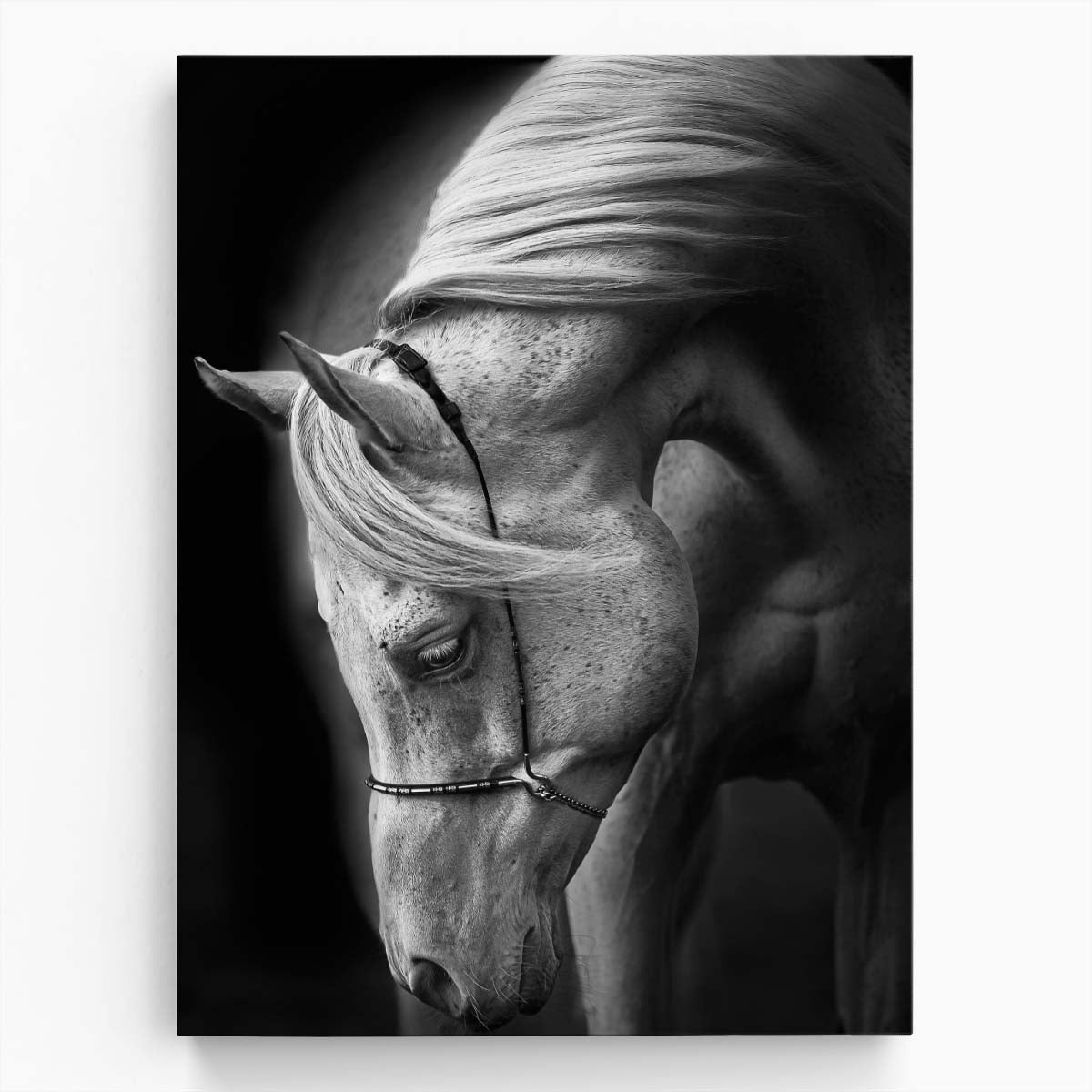 Arabian Stallion Horse Portrait, Equestrian Photography Art by Luxuriance Designs, made in USA