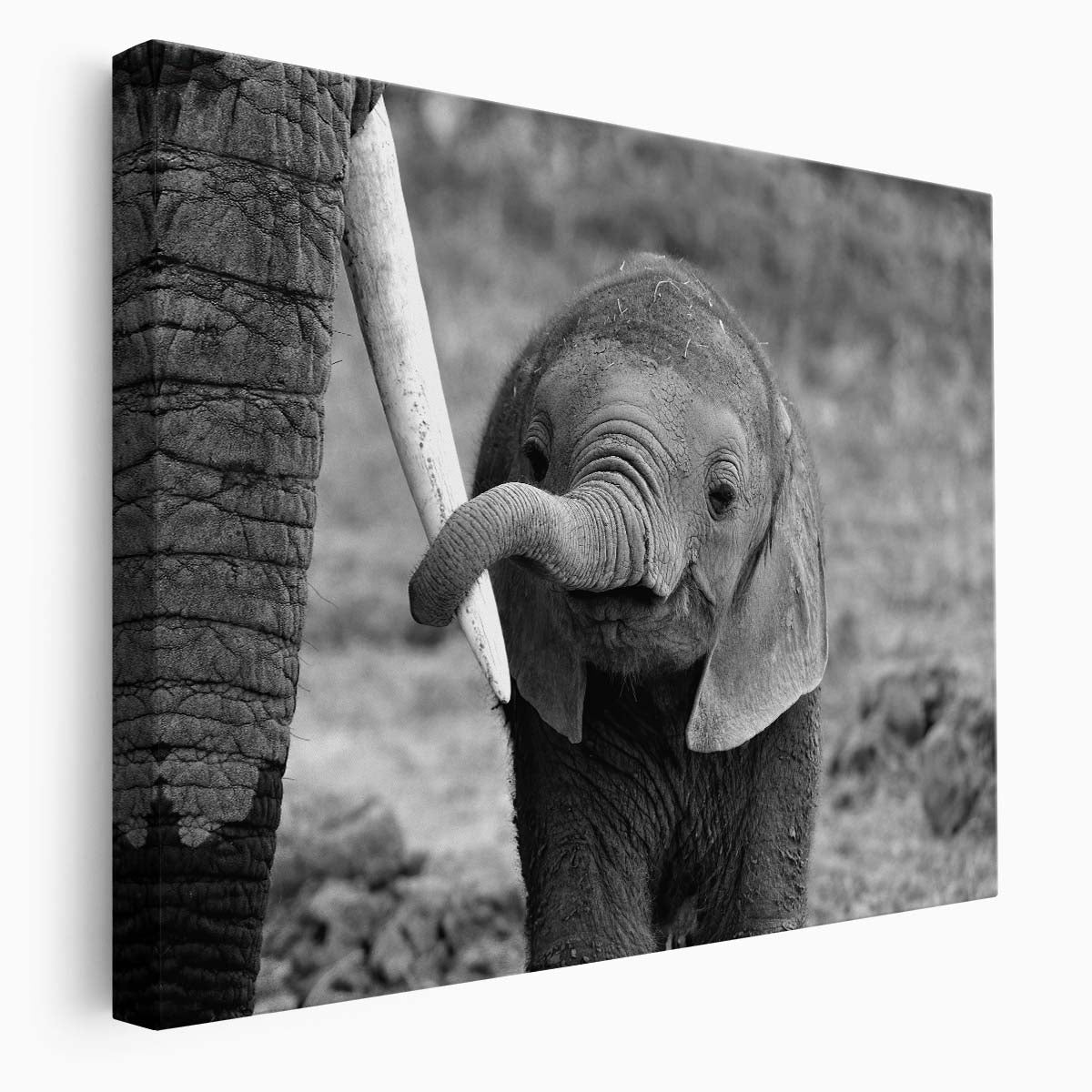 Monochrome Baby Elephant Family Bonding - Wildlife Photography Wall Art