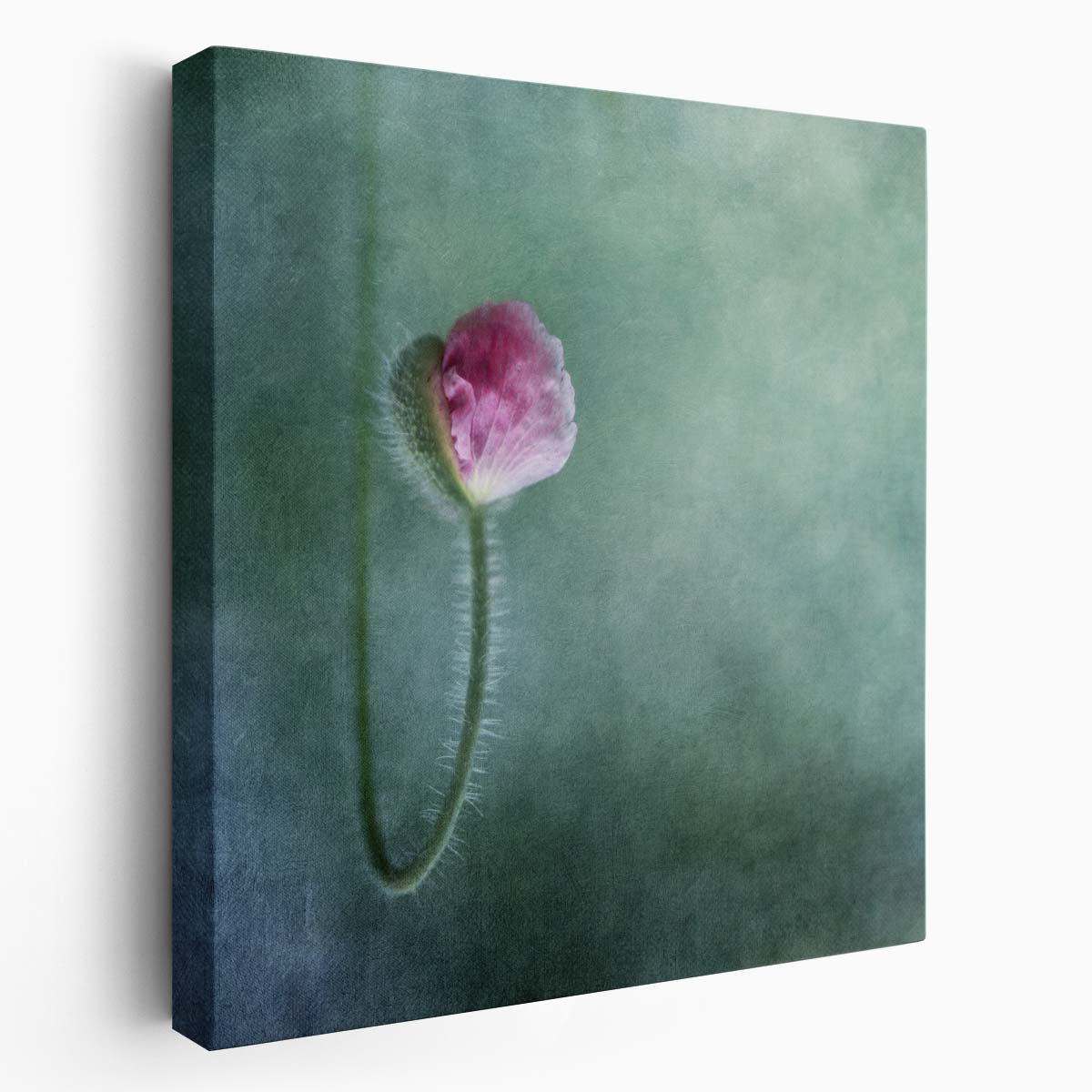 Springtime Romance Blooming Tulip Duo in Macro Blossom Wall Art by Luxuriance Designs. Made in USA.