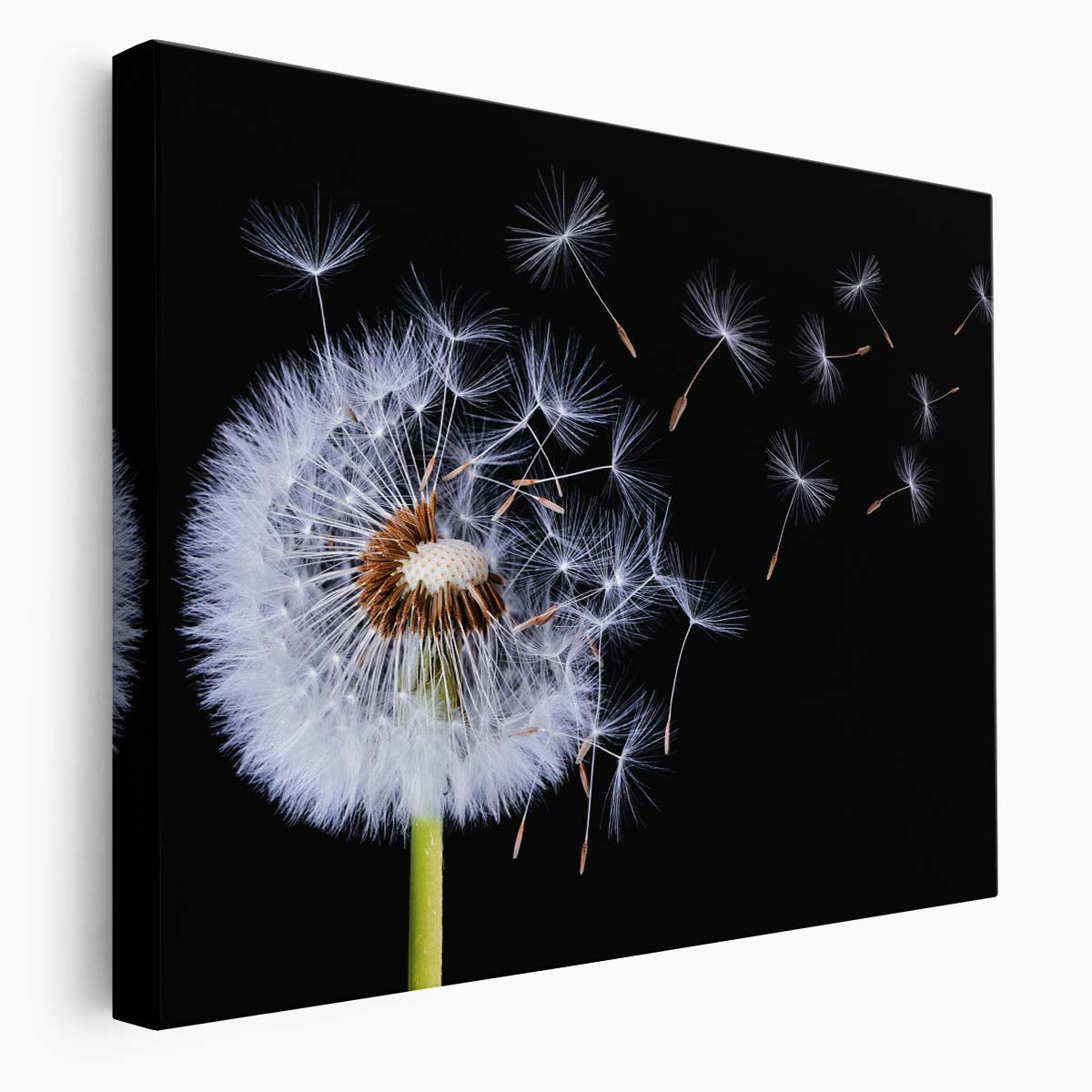 Abstract Dandelion Macro Photography Dark Floral Essence Wall Art