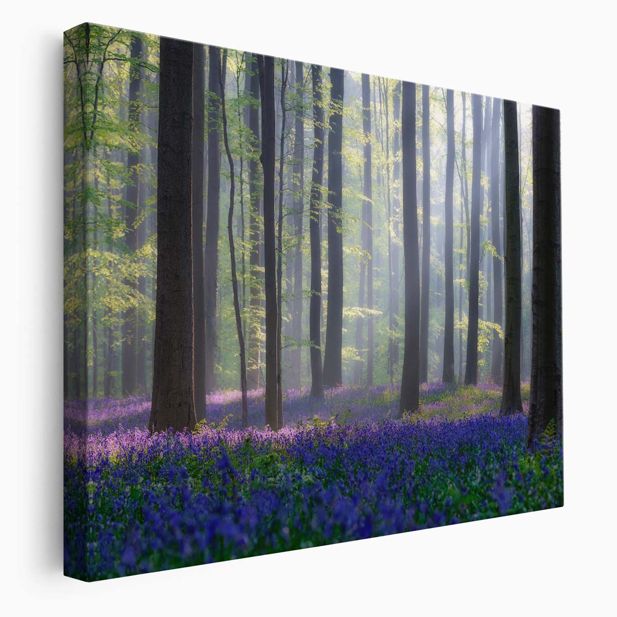 Misty Bluebell Forest Landscape Summer Floral Photography Wall Art