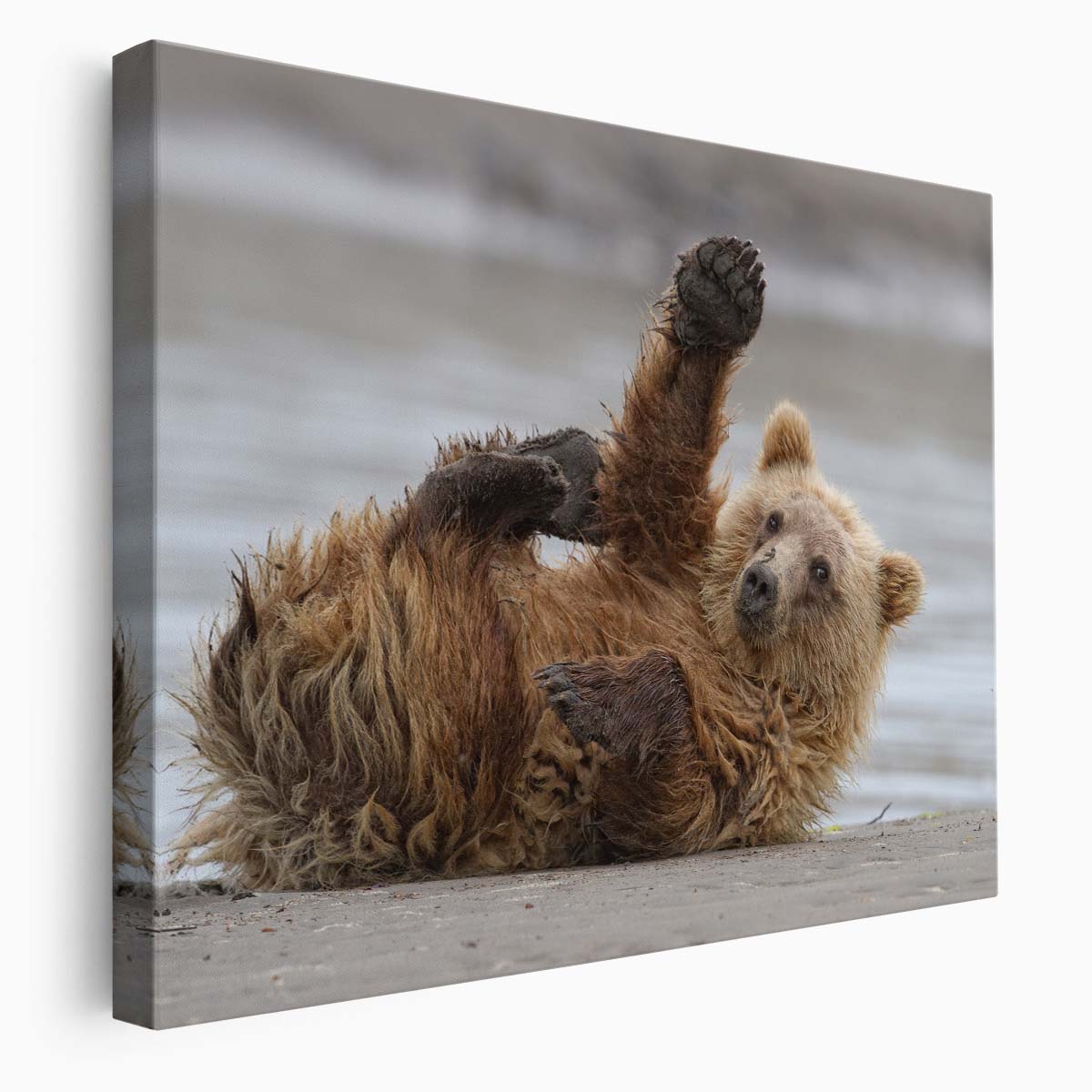 Alaskan Brown Bear Waving Coastal Wildlife Wall Art by Luxuriance Designs. Made in USA.