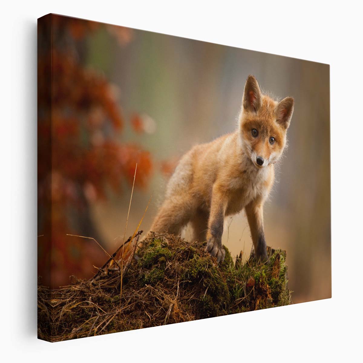 Autumn Baby Red Fox Cub Photography by Adamec Wall Art