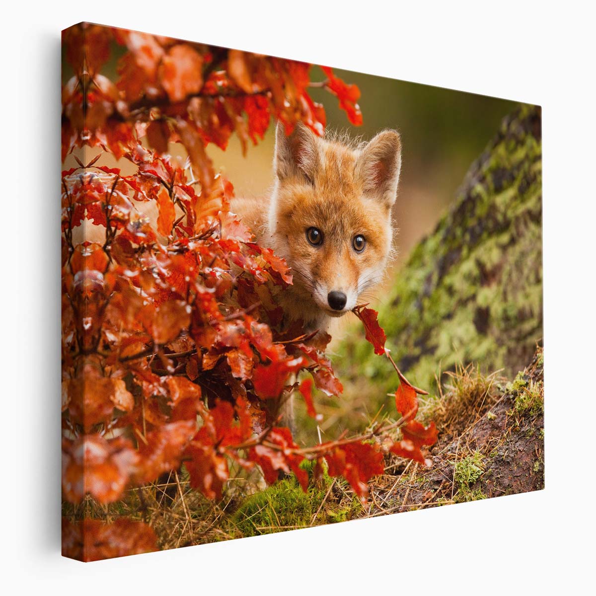 Autumn Fox Cub Peek Cute Wildlife Photography Wall Art