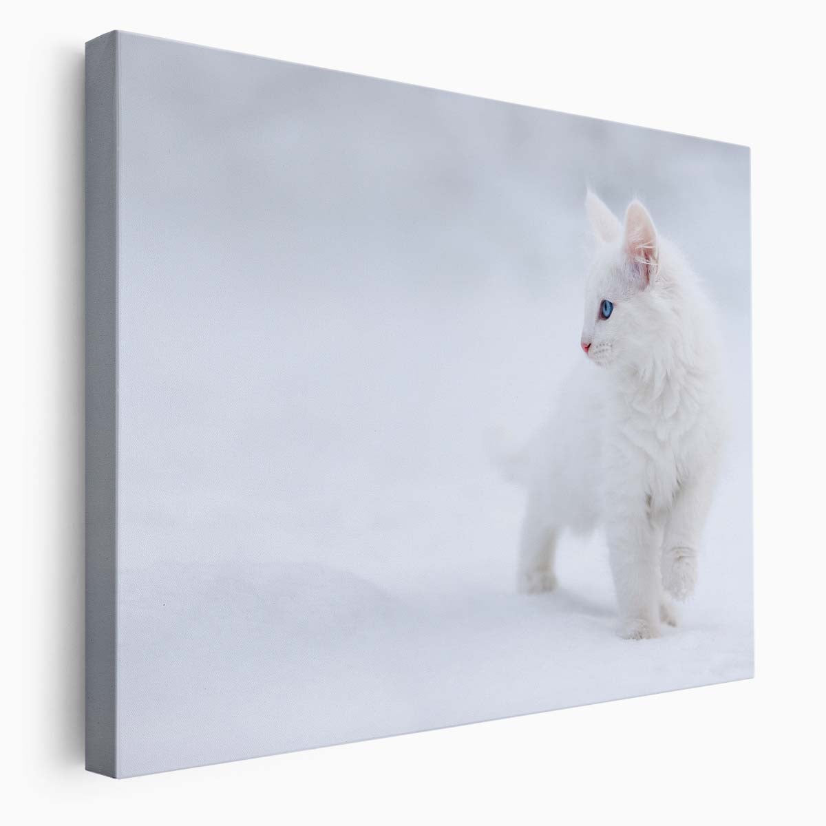 Cute White Kitten in Snowy Denmark Winter Wall Art by Luxuriance Designs. Made in USA.
