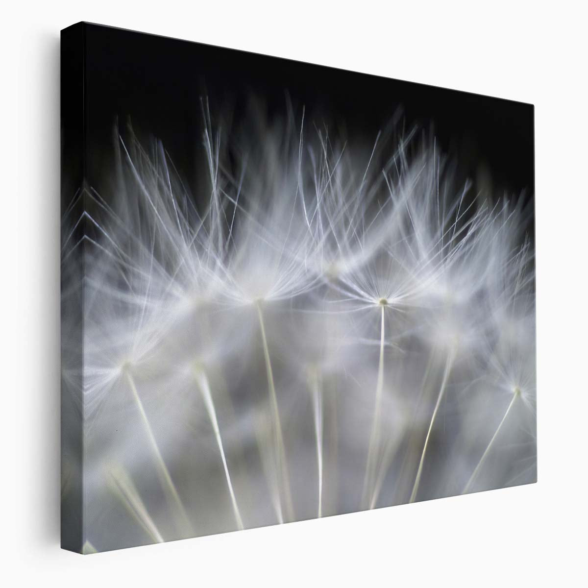 Delicate Dandelion Feather Macro Floral Wall Art by Luxuriance Designs. Made in USA.