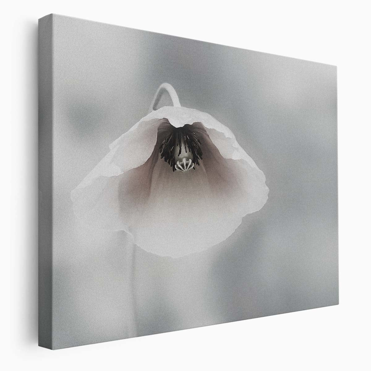 Delicate White Poppy Floral Macro Garden Wall Art by Luxuriance Designs. Made in USA.