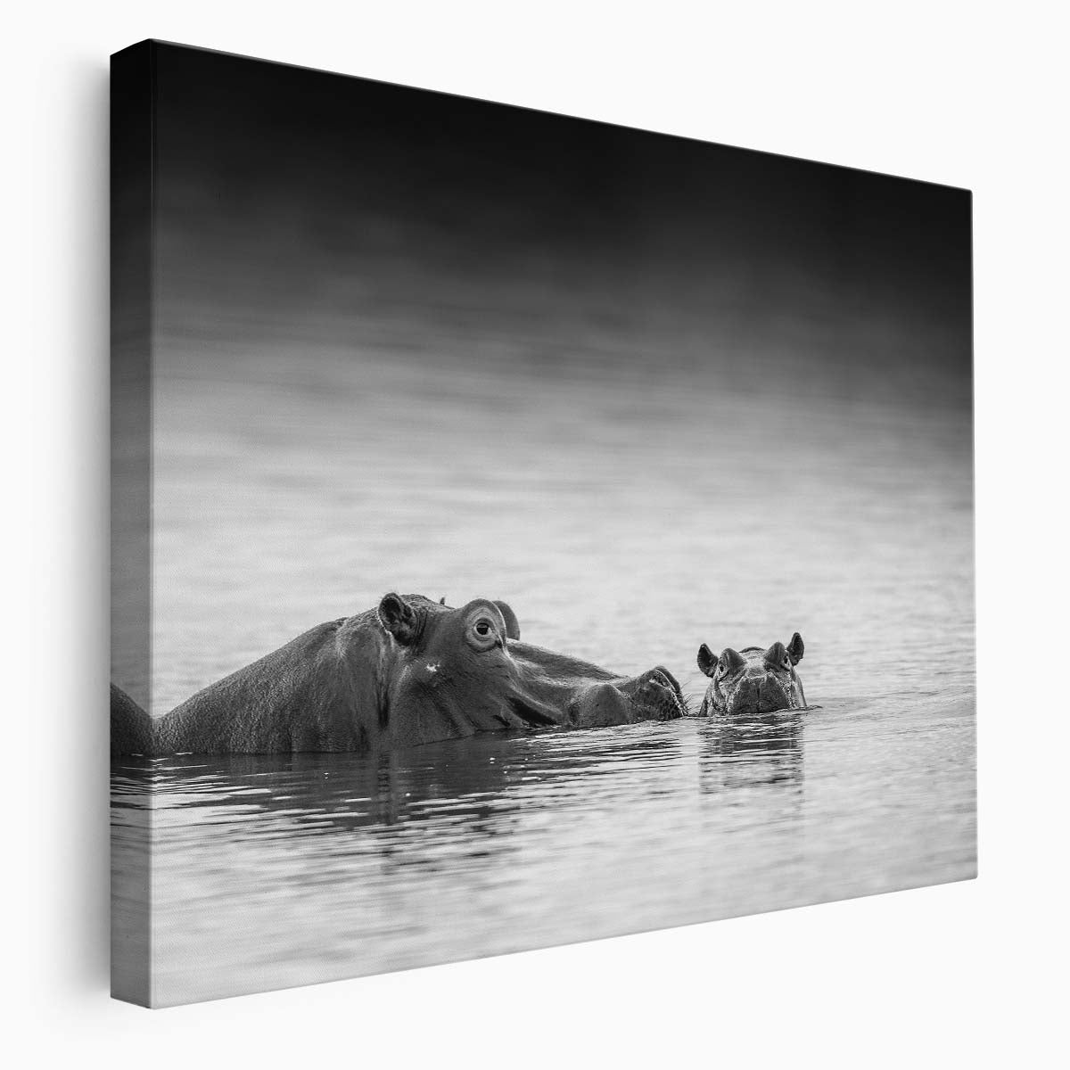 Zimanga Hippo Bathing Monochrome Wildlife Wall Art by Luxuriance Designs. Made in USA.