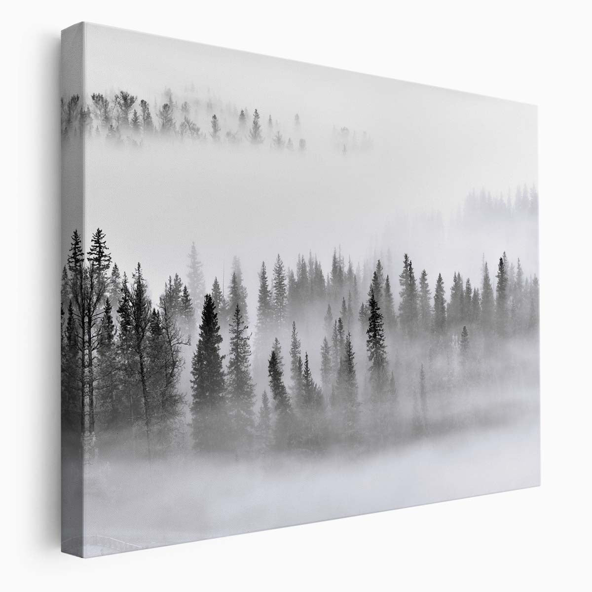 Dreamy Foggy Pine Forest Panorama in Monochrome Wall Art