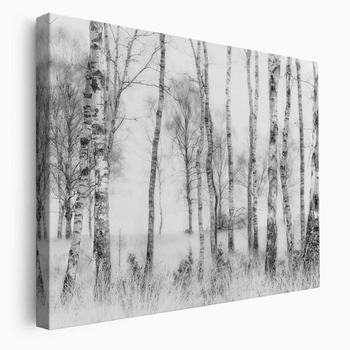 Misty Birch Forest Landscape Black & White Photography Wall Art