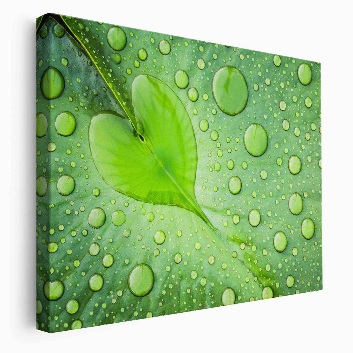 Romantic Green Leaf Heart & Water Droplets Wall Art by Luxuriance Designs. Made in USA.