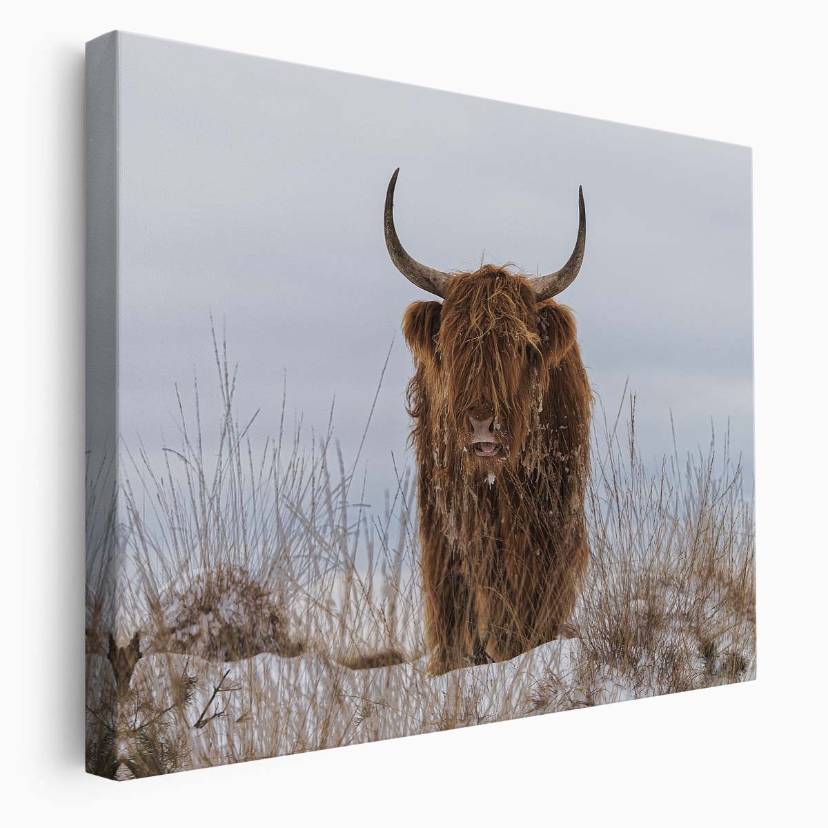 Frosty Highland Cow in Snowy Veluwe Wall Art by Luxuriance Designs. Made in USA.