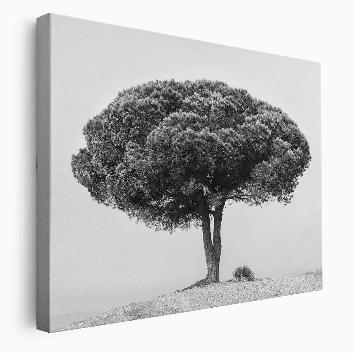 Serene Andalucian Pine Landscape Monochrome Wall Art by Luxuriance Designs. Made in USA.