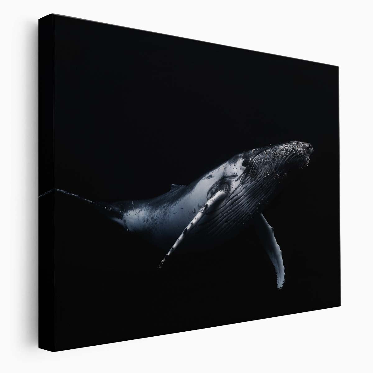 Majestic Humpback Whale Underwater Dive Wall Art by Luxuriance Designs. Made in USA.