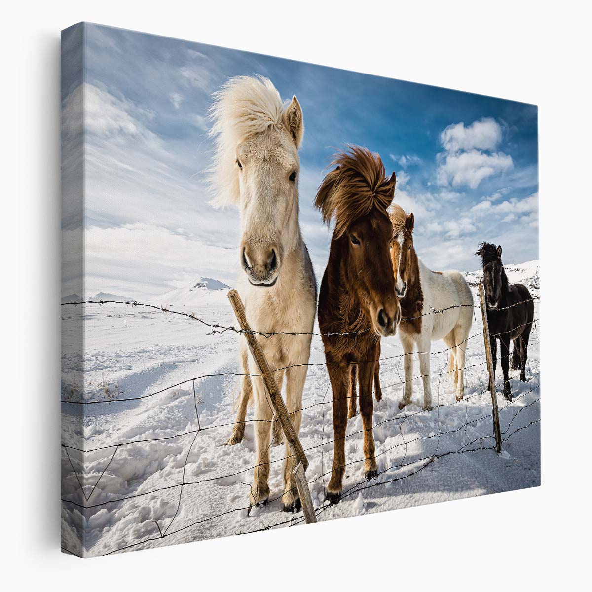 Icelandic Horses in Snowy Landscape Wall Art by Luxuriance Designs. Made in USA.