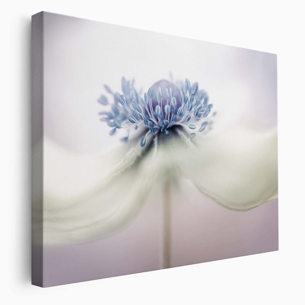 Japanese Anemone Macro Floral Bokeh Wall Art by Luxuriance Designs. Made in USA.