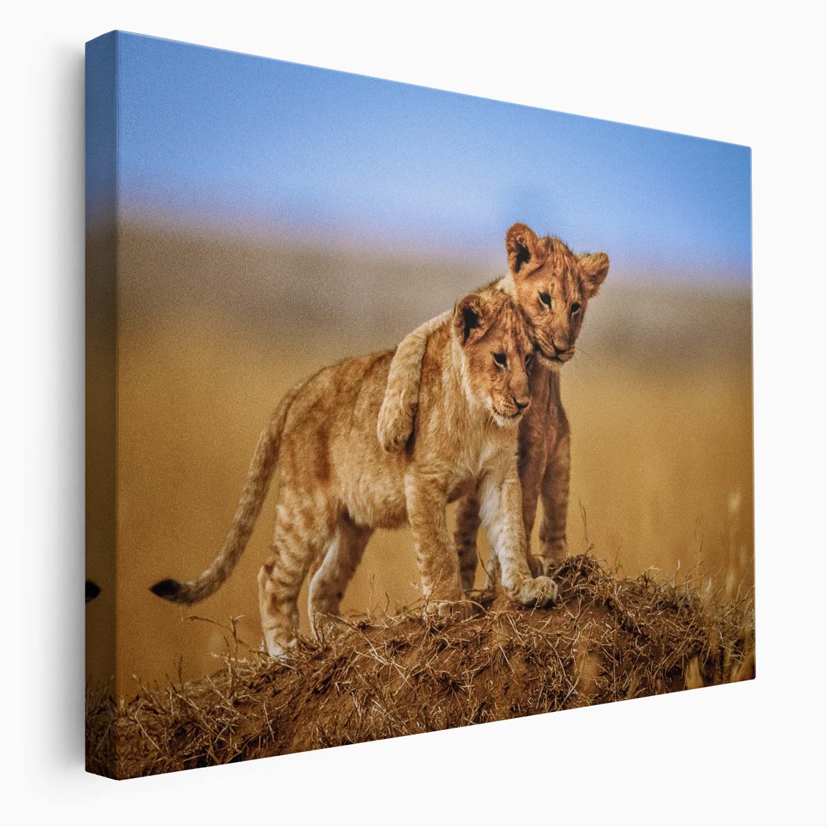 Lion Cubs Embrace Tender Wildlife Brothers Photography Wall Art