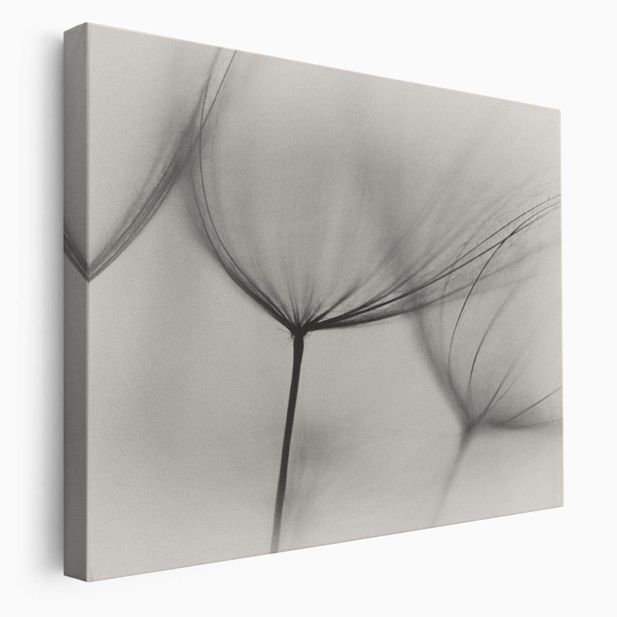 Serene Minimalist Dandelion Macro Wall Art by Luxuriance Designs. Made in USA.