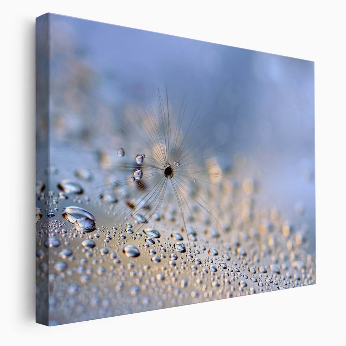 Delicate Feather & Seed Macro Droplets Wall Art by Luxuriance Designs. Made in USA.