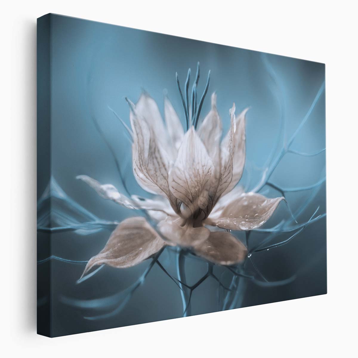 Delicate Blue & White Nigella Floral Macro Wall Art by Luxuriance Designs. Made in USA.