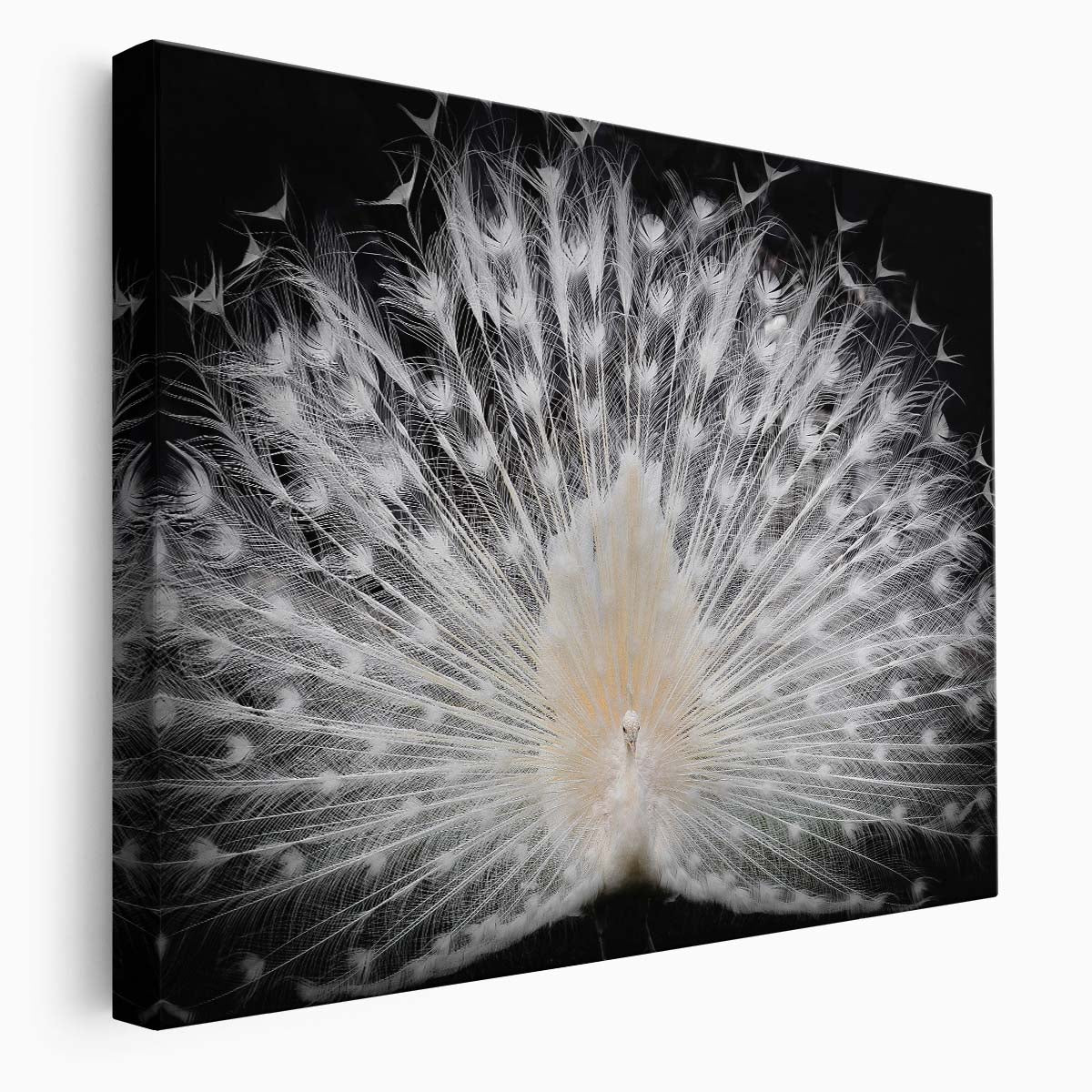 Italian Majestic White Peacock Feather Pattern Wall Art by Luxuriance Designs. Made in USA.