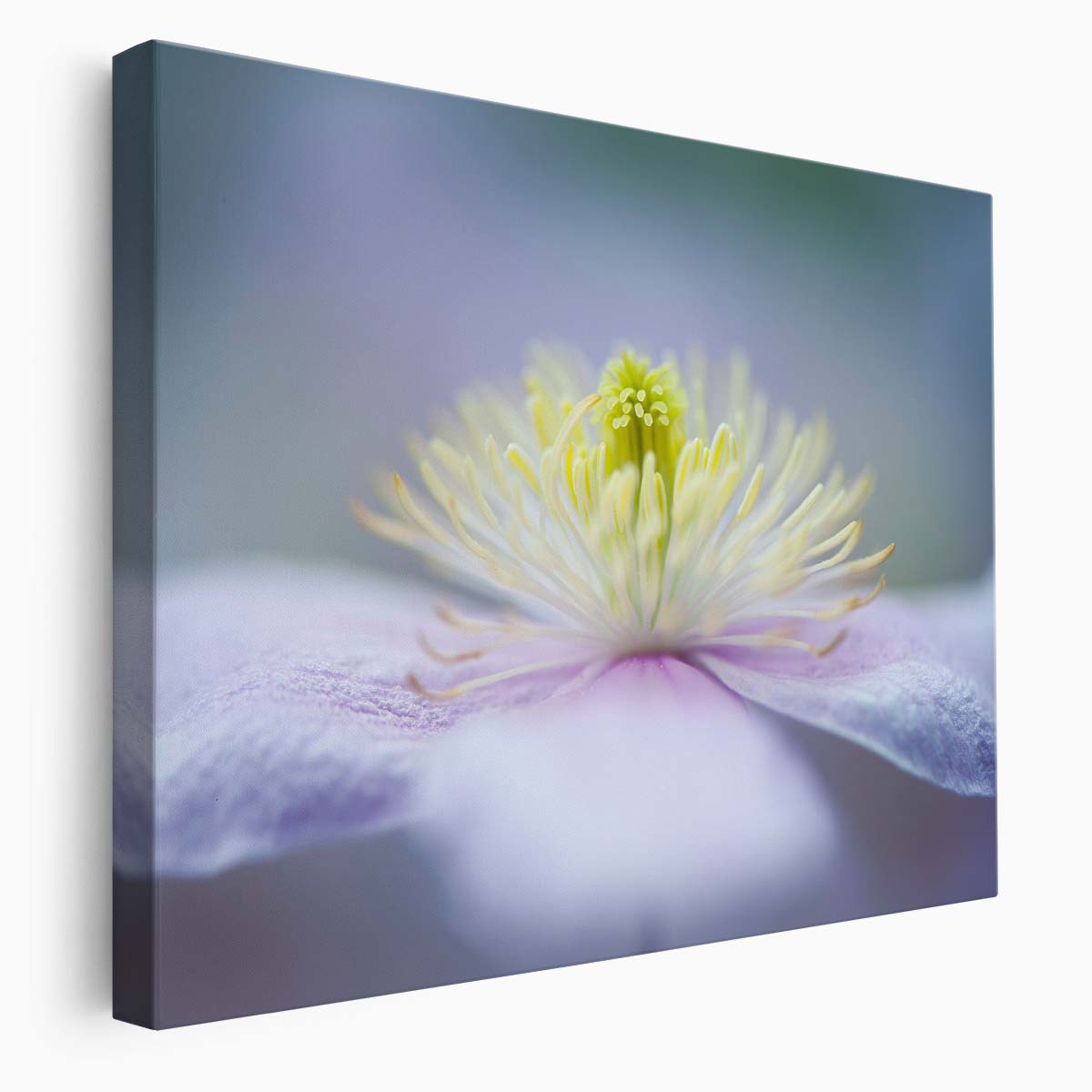 Delicate Pink Mayleen Clematis Macro Floral Wall Art by Luxuriance Designs. Made in USA.