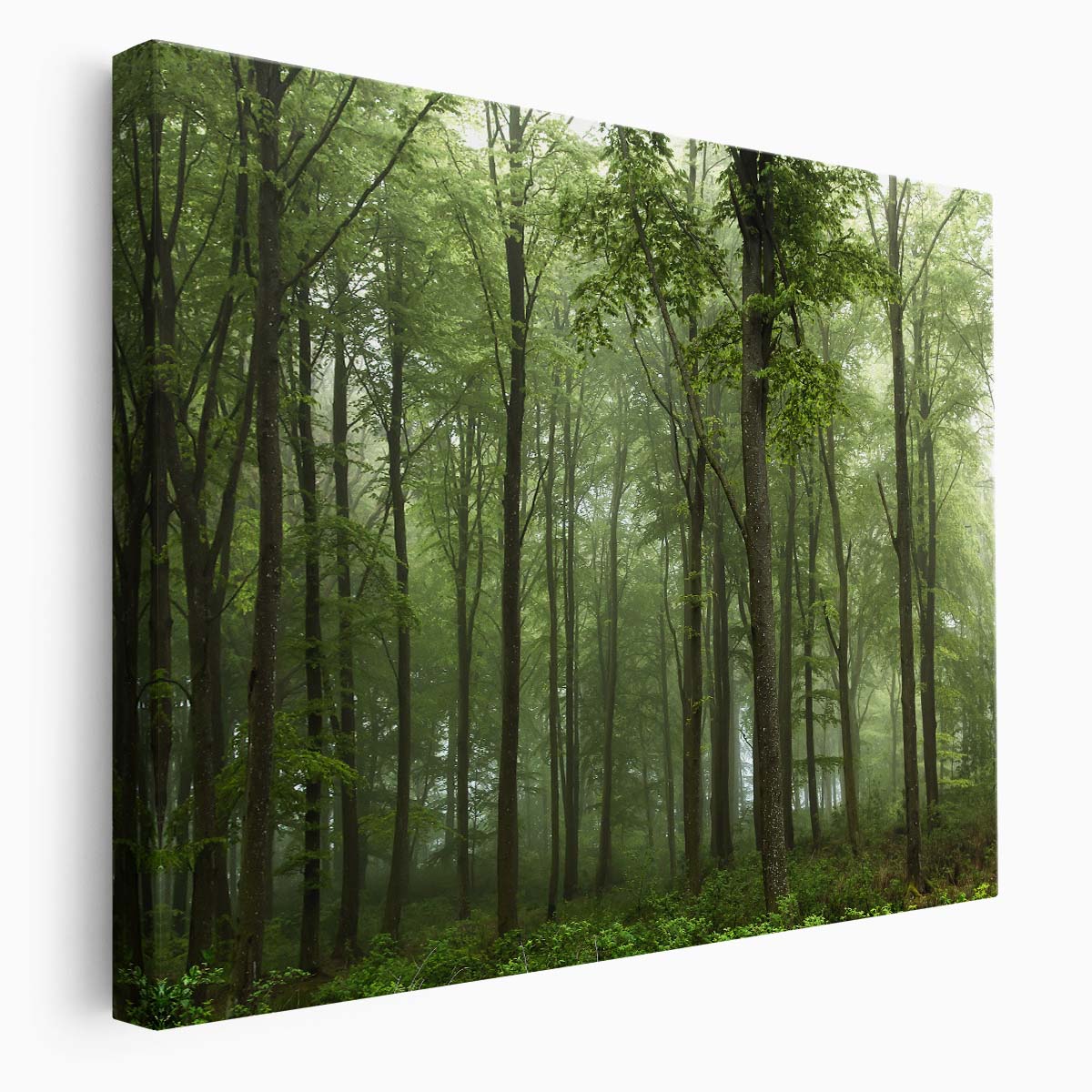 Foggy Green Forest Landscape Photography, Skive Denmark Wall Art