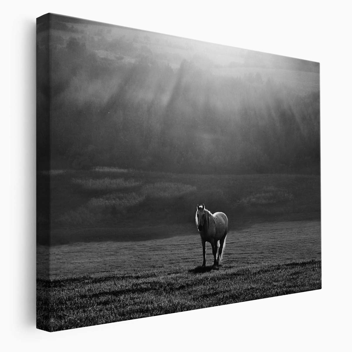 Slovakian Sunrise Horse in Monochrome Field Wall Art by Luxuriance Designs. Made in USA.